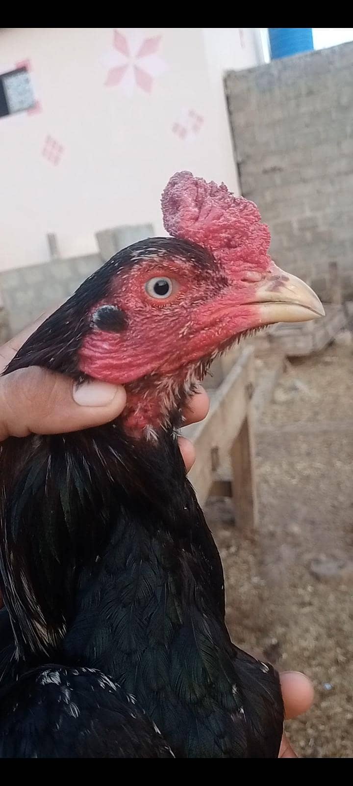 اصیل مرغا 3
