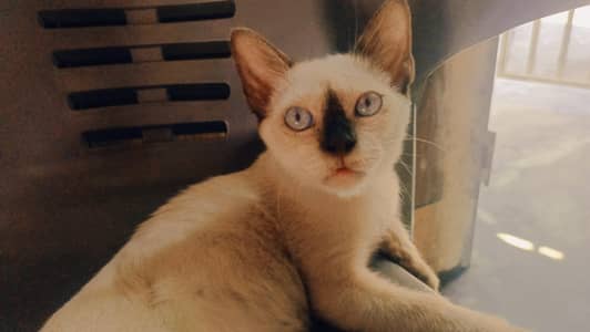 Siamese cat for sale