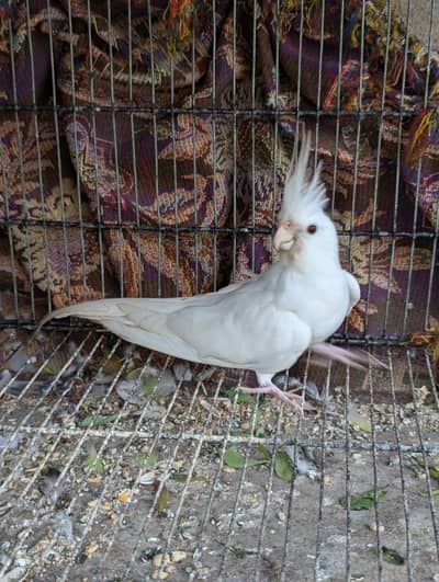 Eno red eye cocktail breeder female