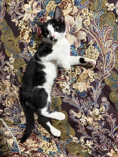 Male black and white kitten for adoption