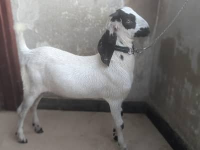 Goat Kid