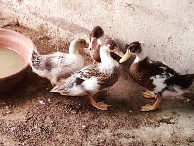 ducks