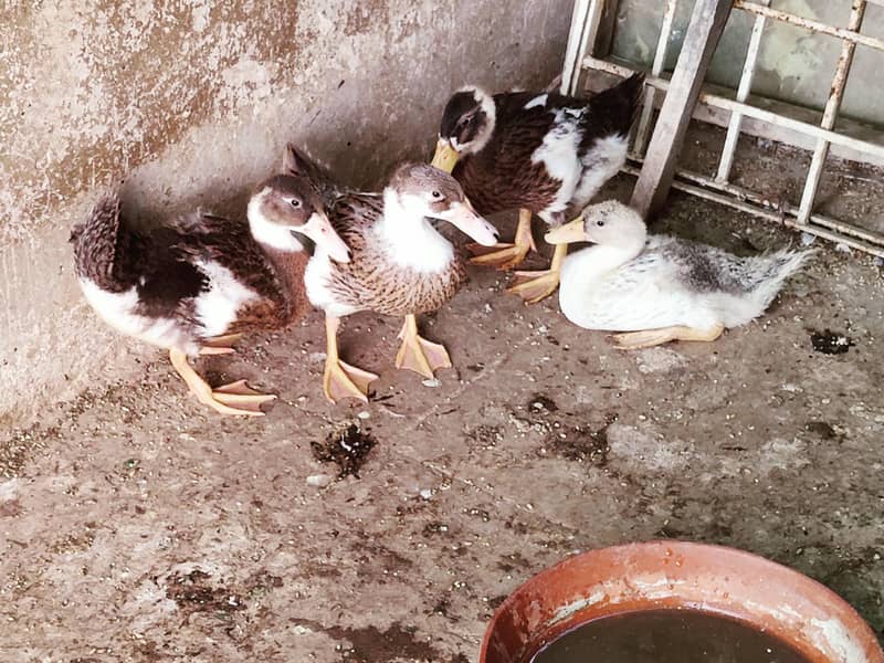 ducks 1