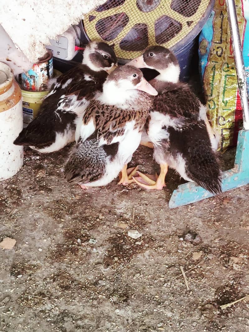 ducks 2