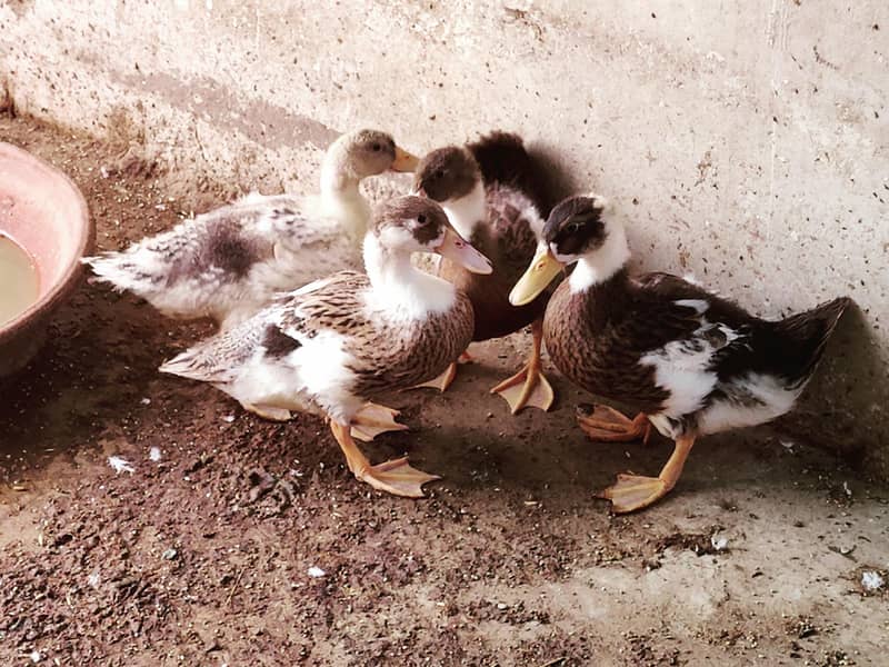 ducks 3