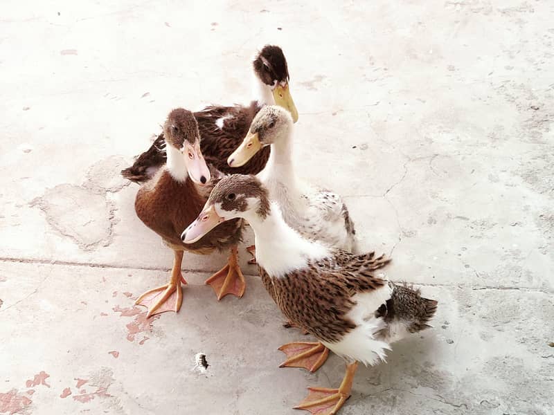 ducks 4
