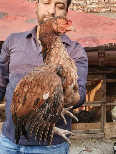 Jawa Chicks and Eggs Available