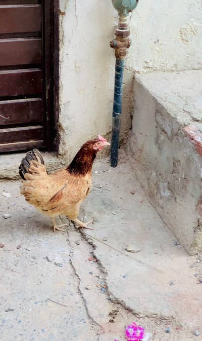 03025298170 what app eggs laying hen in very responsible price