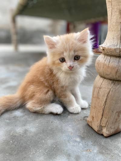 kids cats