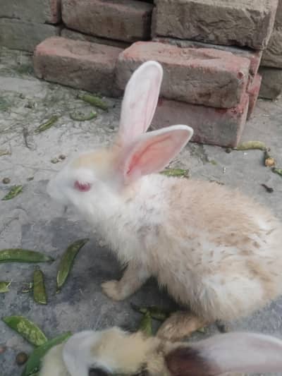 bohat khubsurat rabbit bacho Ka liya tofa
