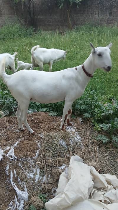 Barbari goats are required