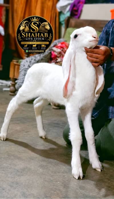 Pure Gulabi Larkana