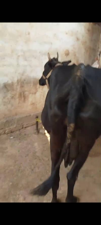 2cows for sale