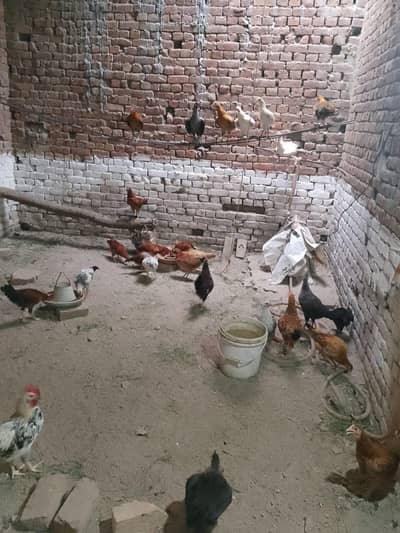 only cock for sale.