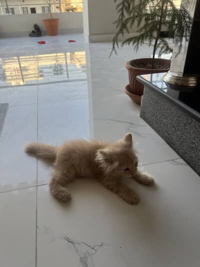 Brown Persian Cat for Sale