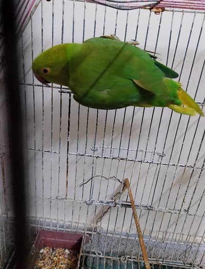 ringneck parrot