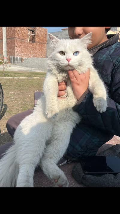 male cat for sale