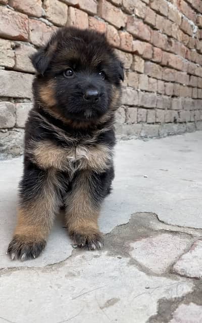 Top quality German Shepherd male puppy long hair for sale