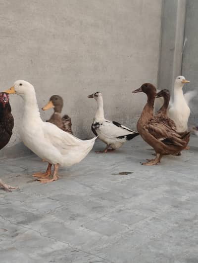 Ducks Male/Female full healthy