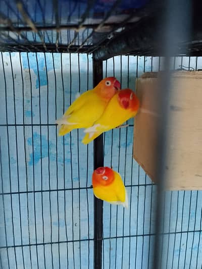 2 breader pair and one 10 month chick
