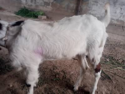 Goat 10 months Old