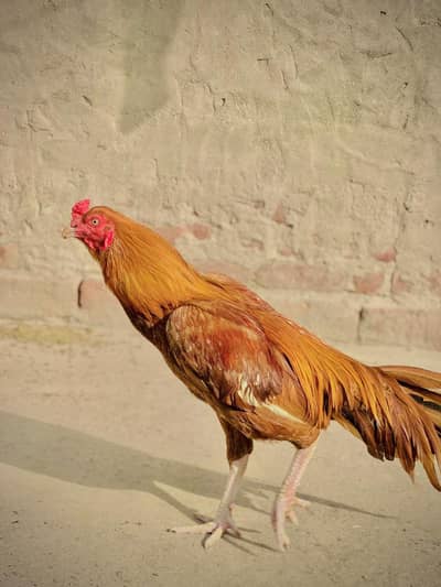Aseel morga or morgi for sale wtsap No 03494933404