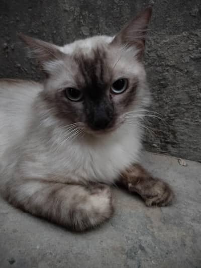 Persian Cat