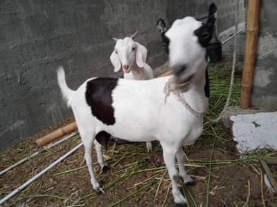 bakri for sale