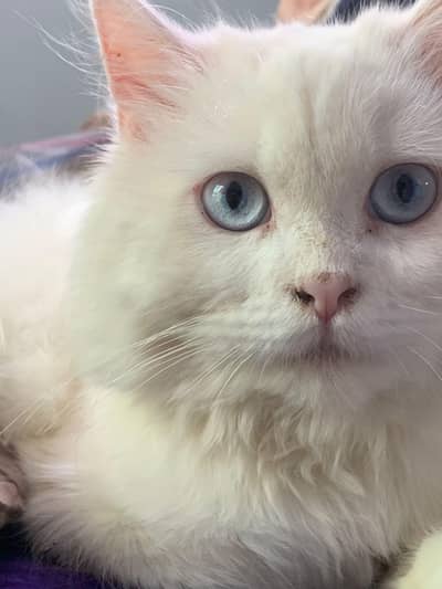 ragdoll x persain 6 months old  females kitten