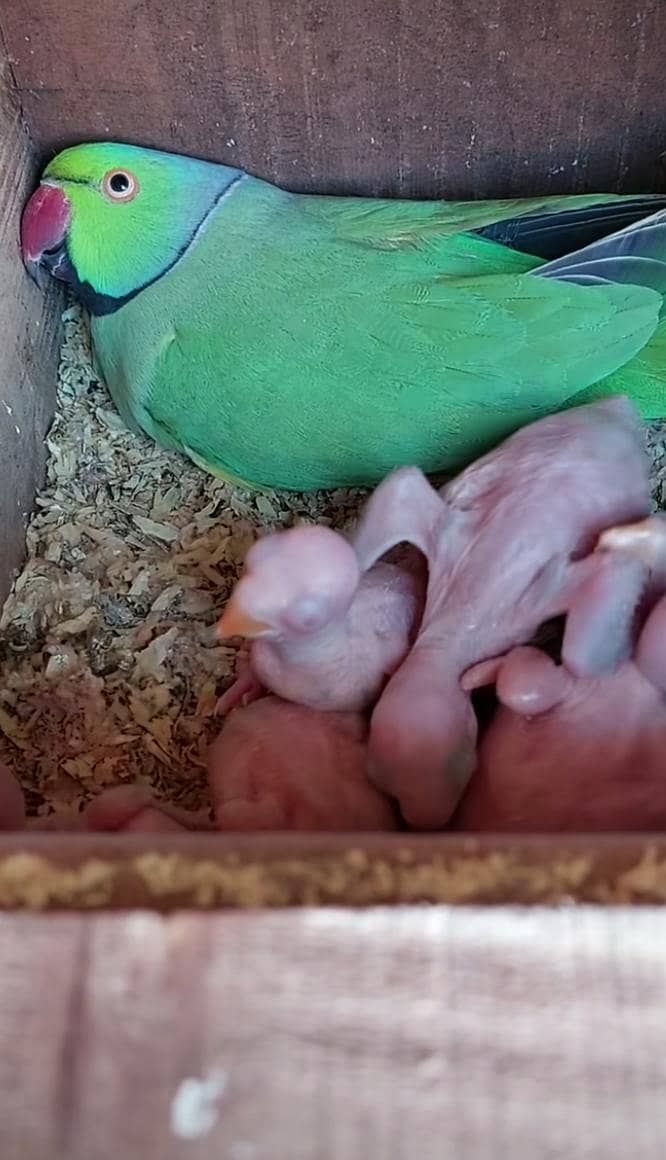 breeder pair 0