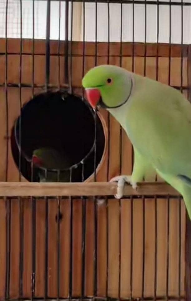 breeder pair 1