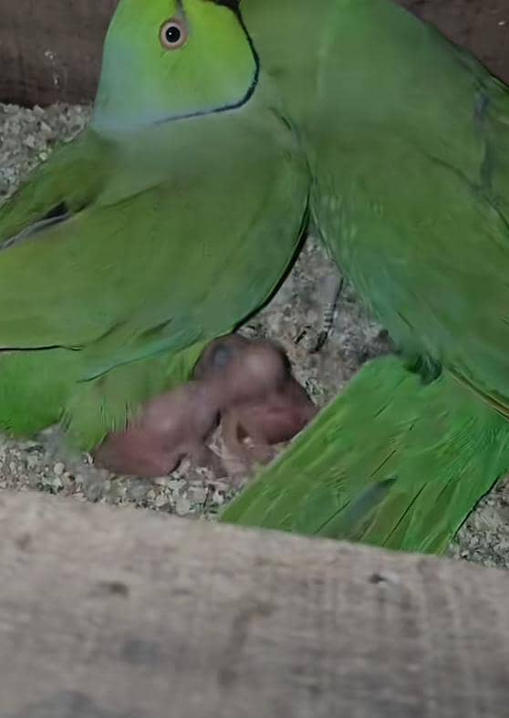 breeder pair 2
