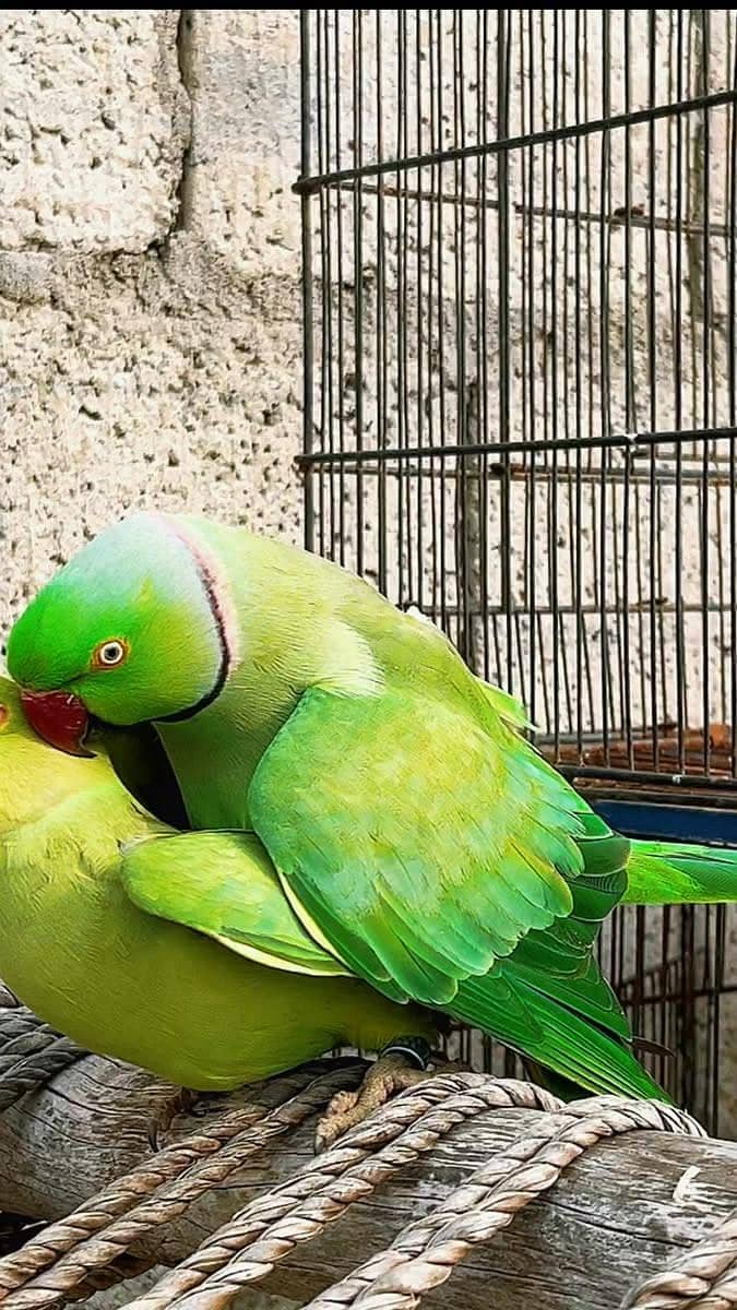 breeder pair 3