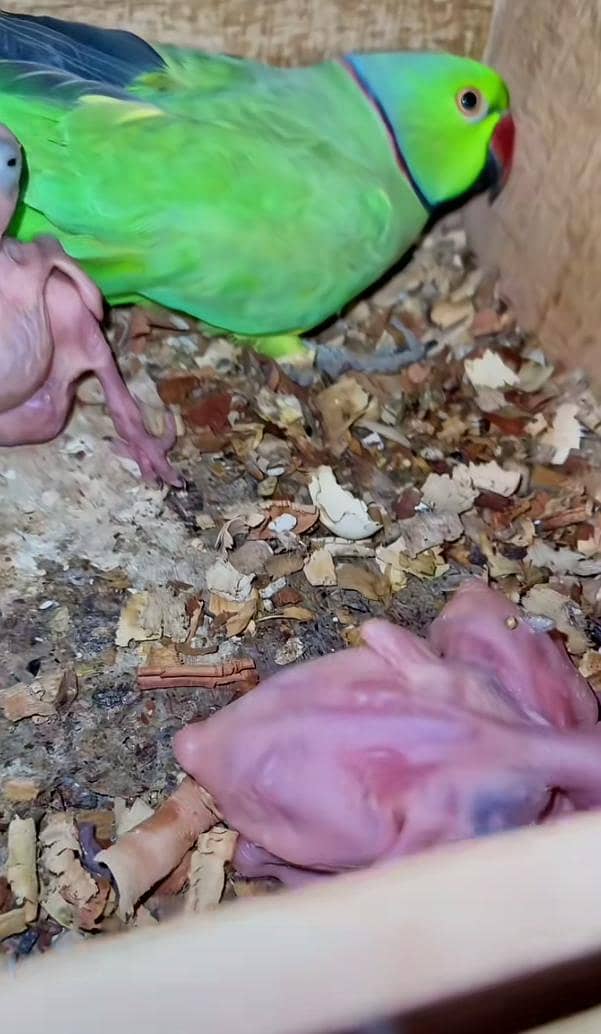 breeder pair 5