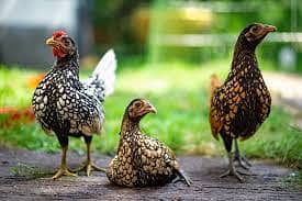 Silve Subright | Golden Subright | chicks | Breeder Avalible