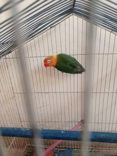Healthy fisher male parrot
