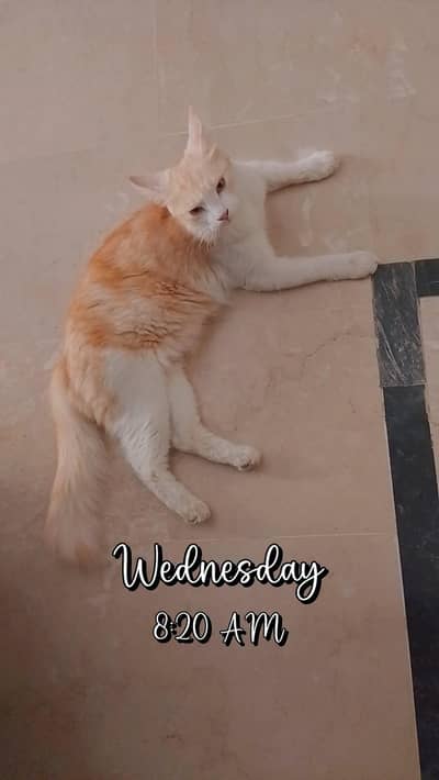 Persian Cat with Three Kittens (Mix Breed)