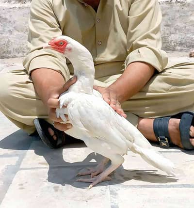Waseem Khan go sermon kosarm