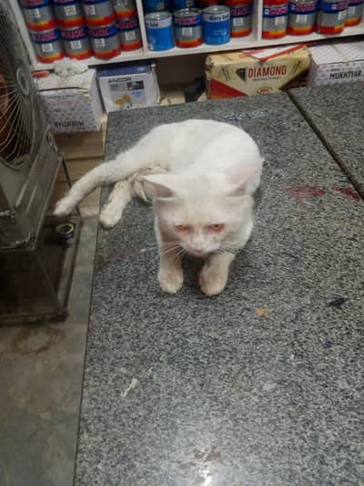 parsheion white cat male 3pal lat
