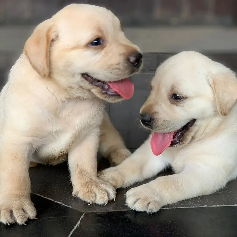 labrador Female puppy 03014615555/ whatsapp