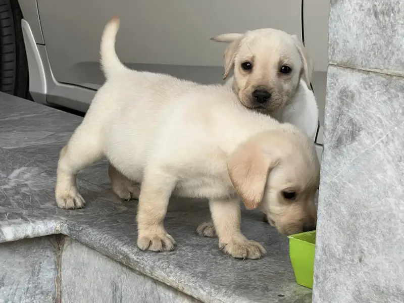 labrador Female puppy 03014615555/ whatsapp — photo 2