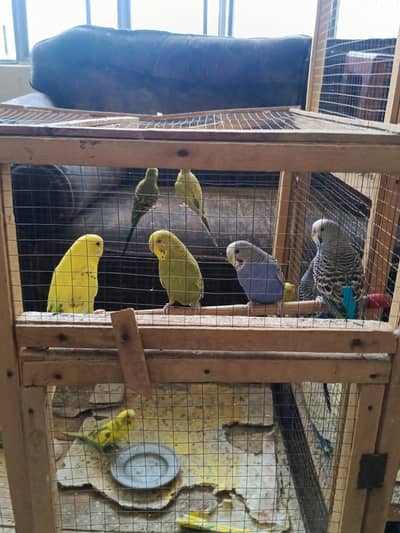 Bajre parrot