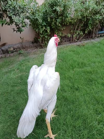 Aseel | shamo | white shamo | king size shamo | german shamo |murgha