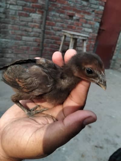 dragon Thai chiks black skin