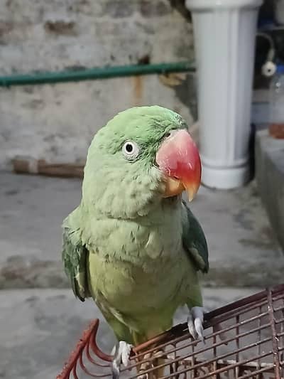 parrot