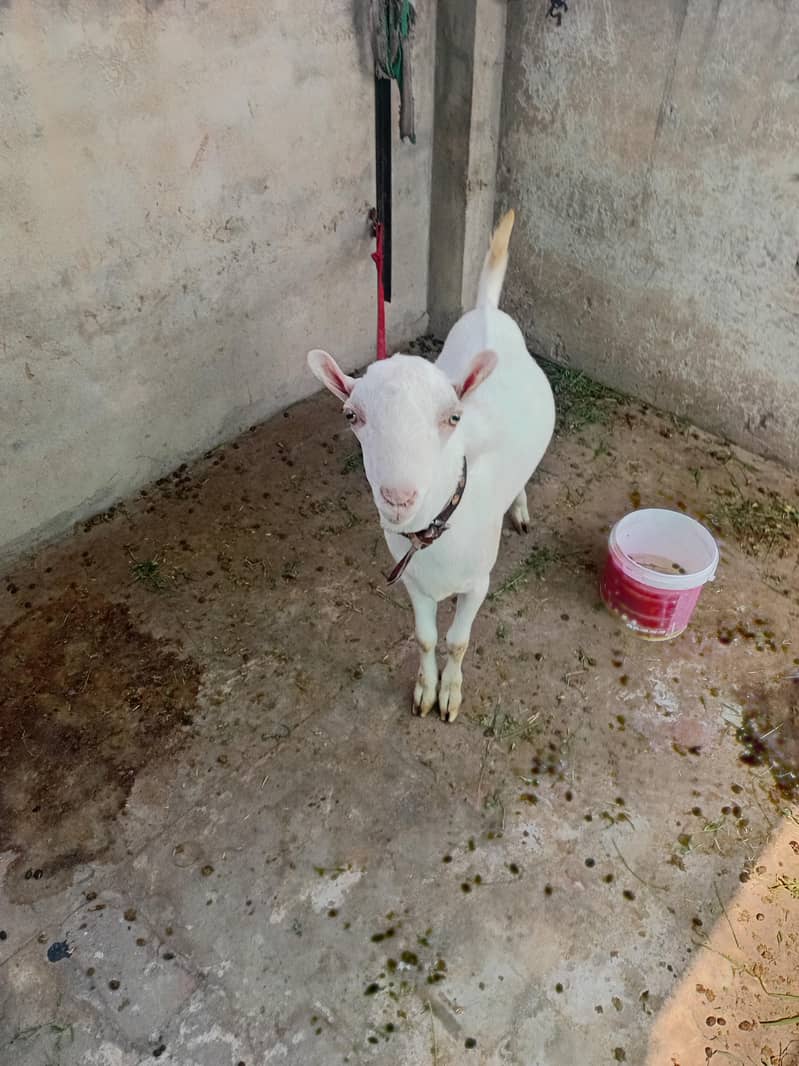 good bakra 0