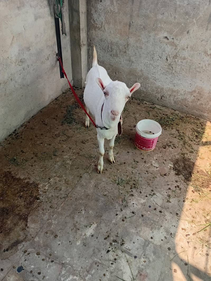 good bakra 1