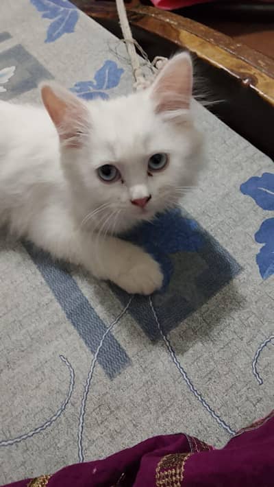 Persian kitten for Sale