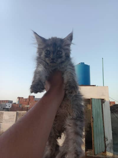 parsian kitten forsale