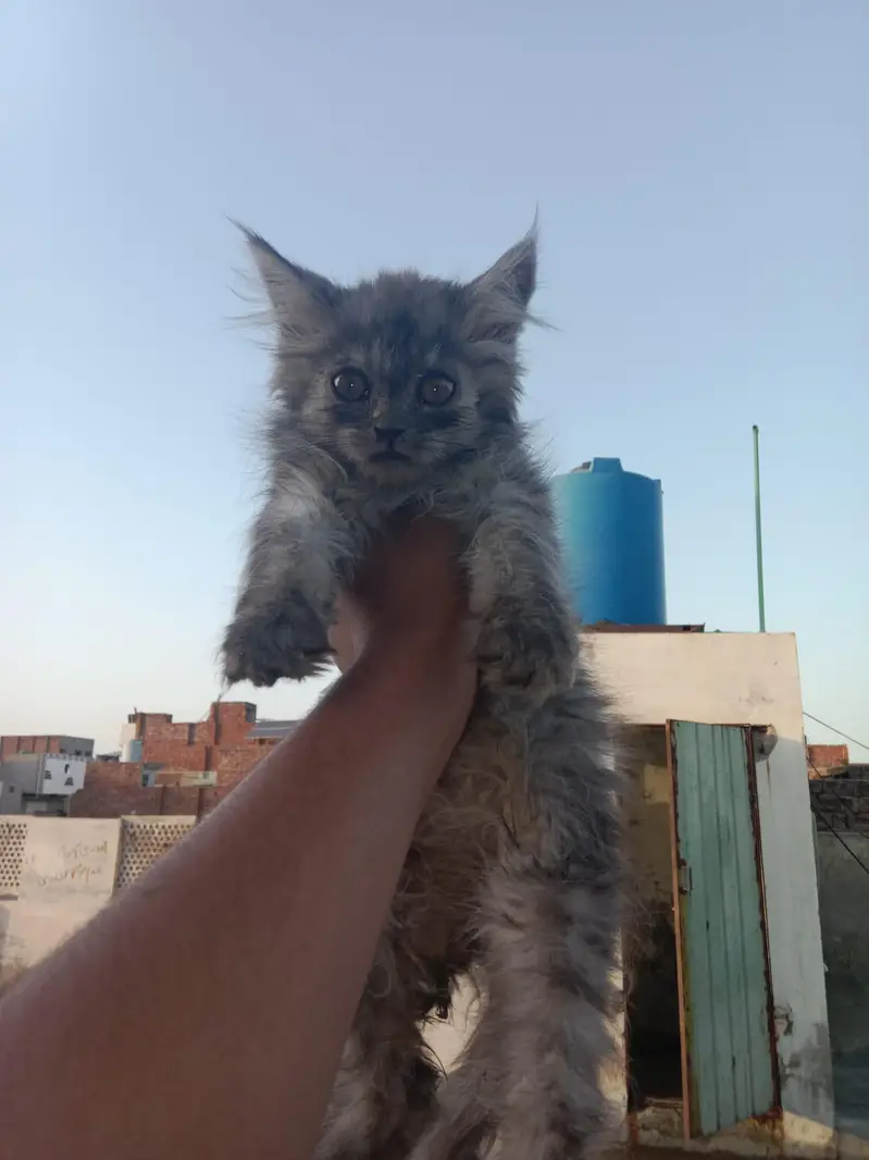 parsian kitten forsale